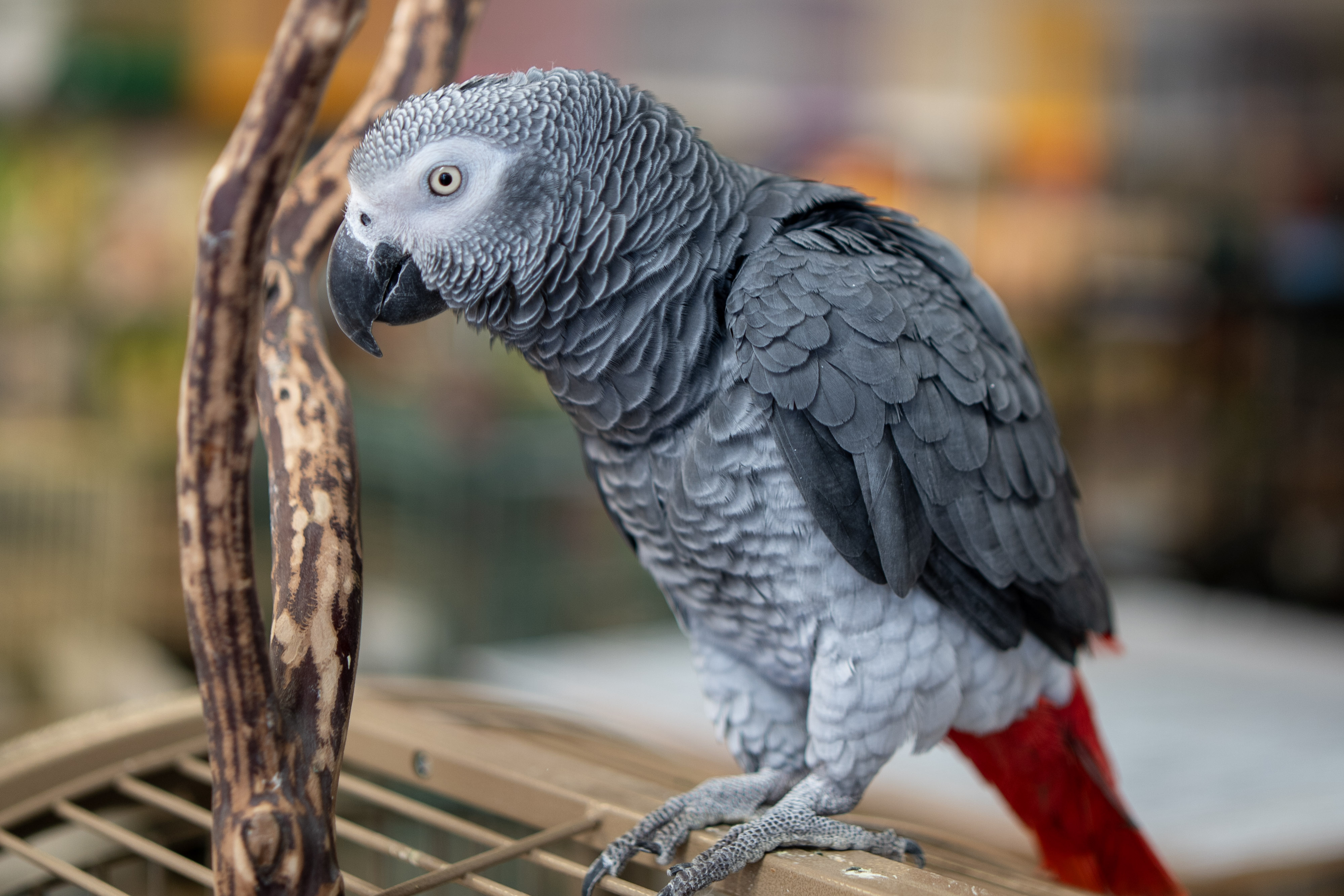 African Grey Parrots