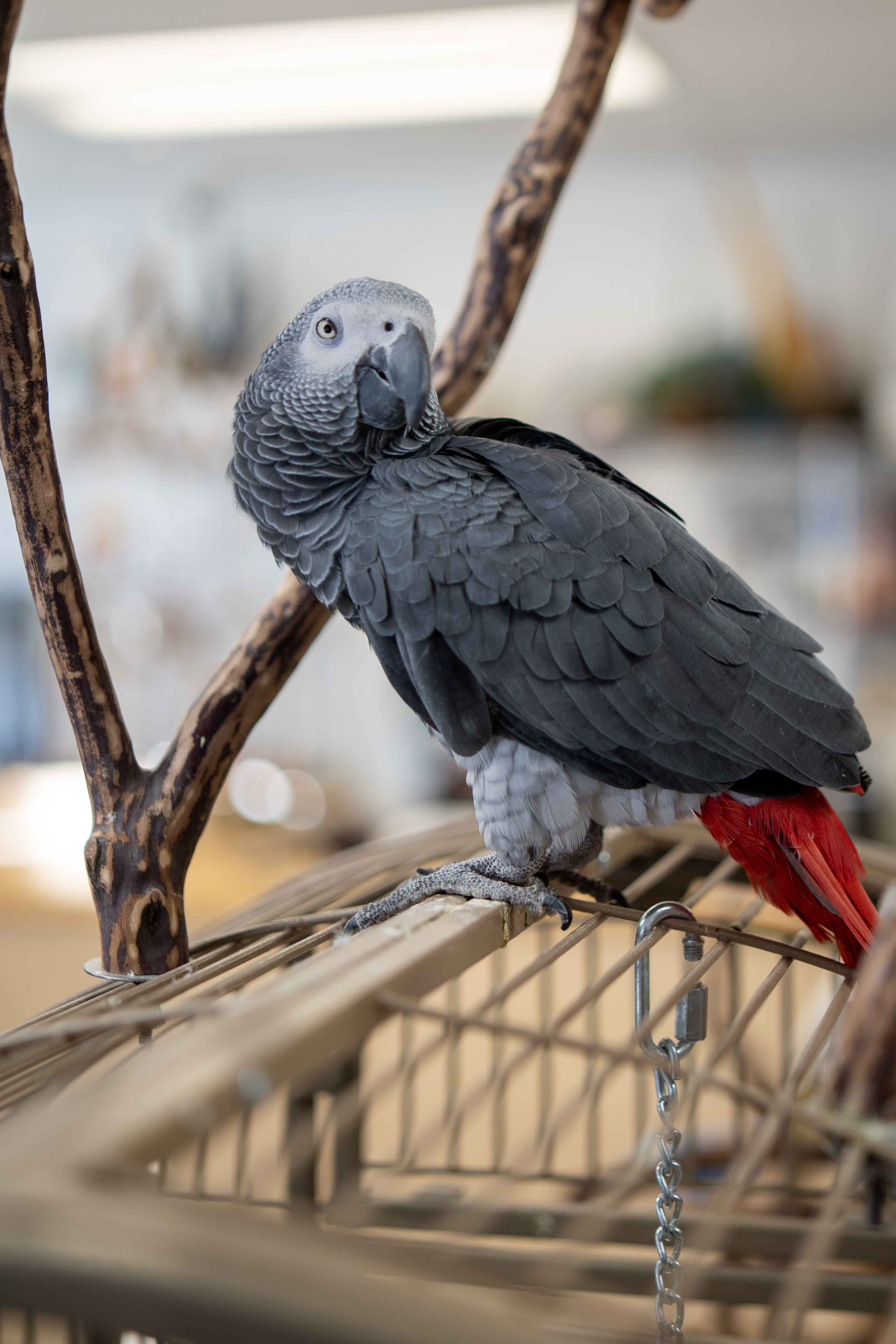 African Grey Parrot at VCM Bird Land