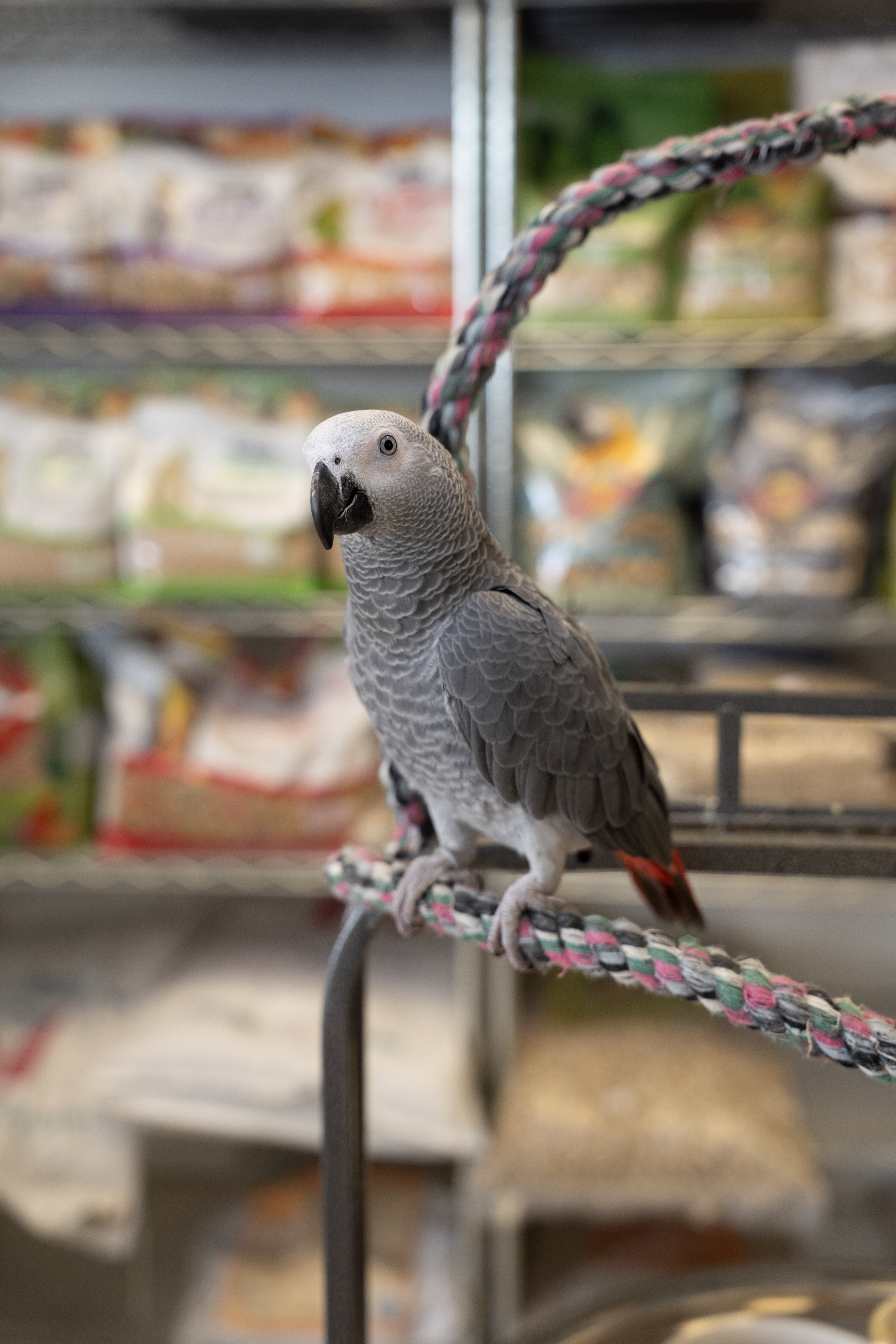 African Grey Parrot at VCM Bird Land