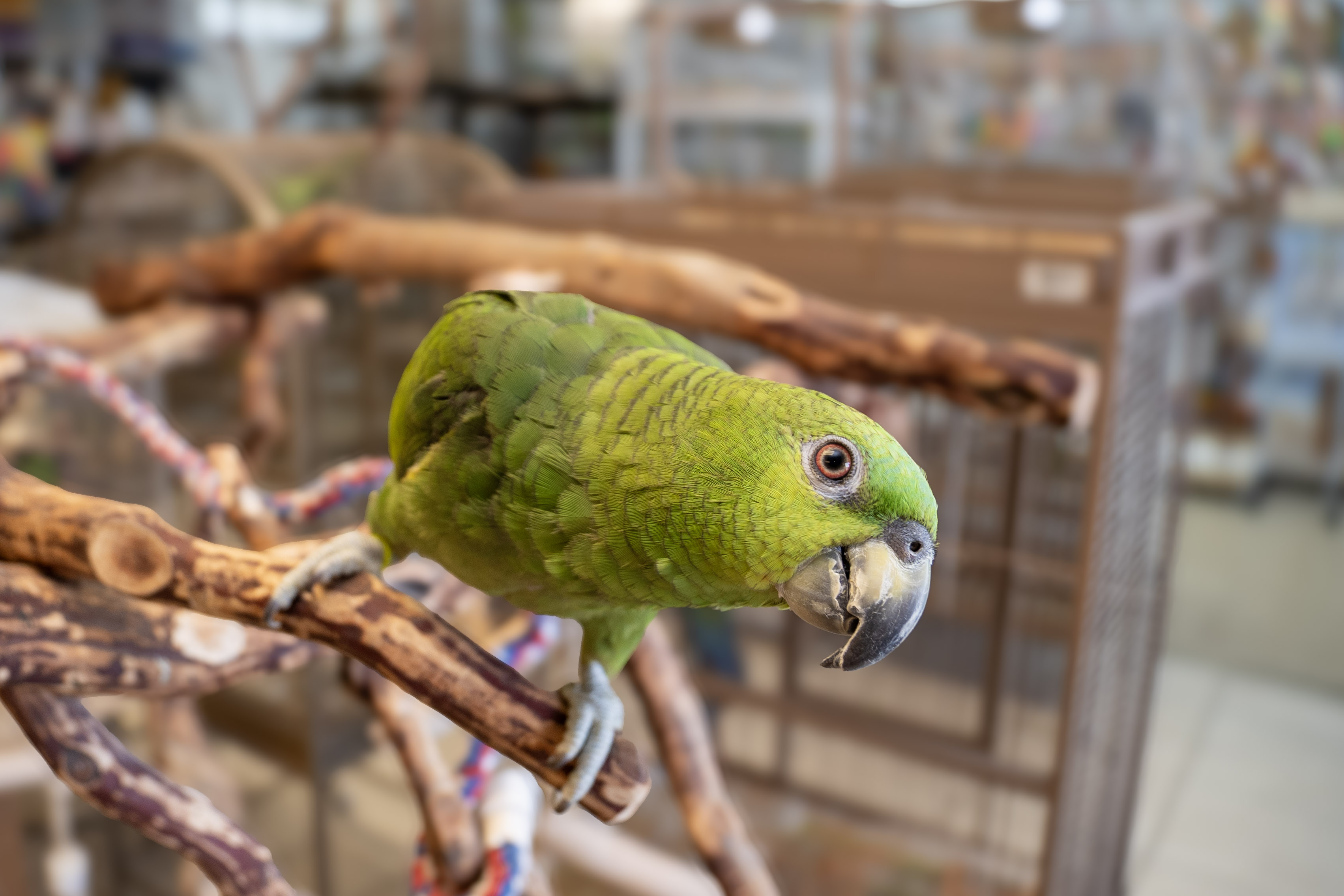 Amazon Parrot at VCM Bird Land