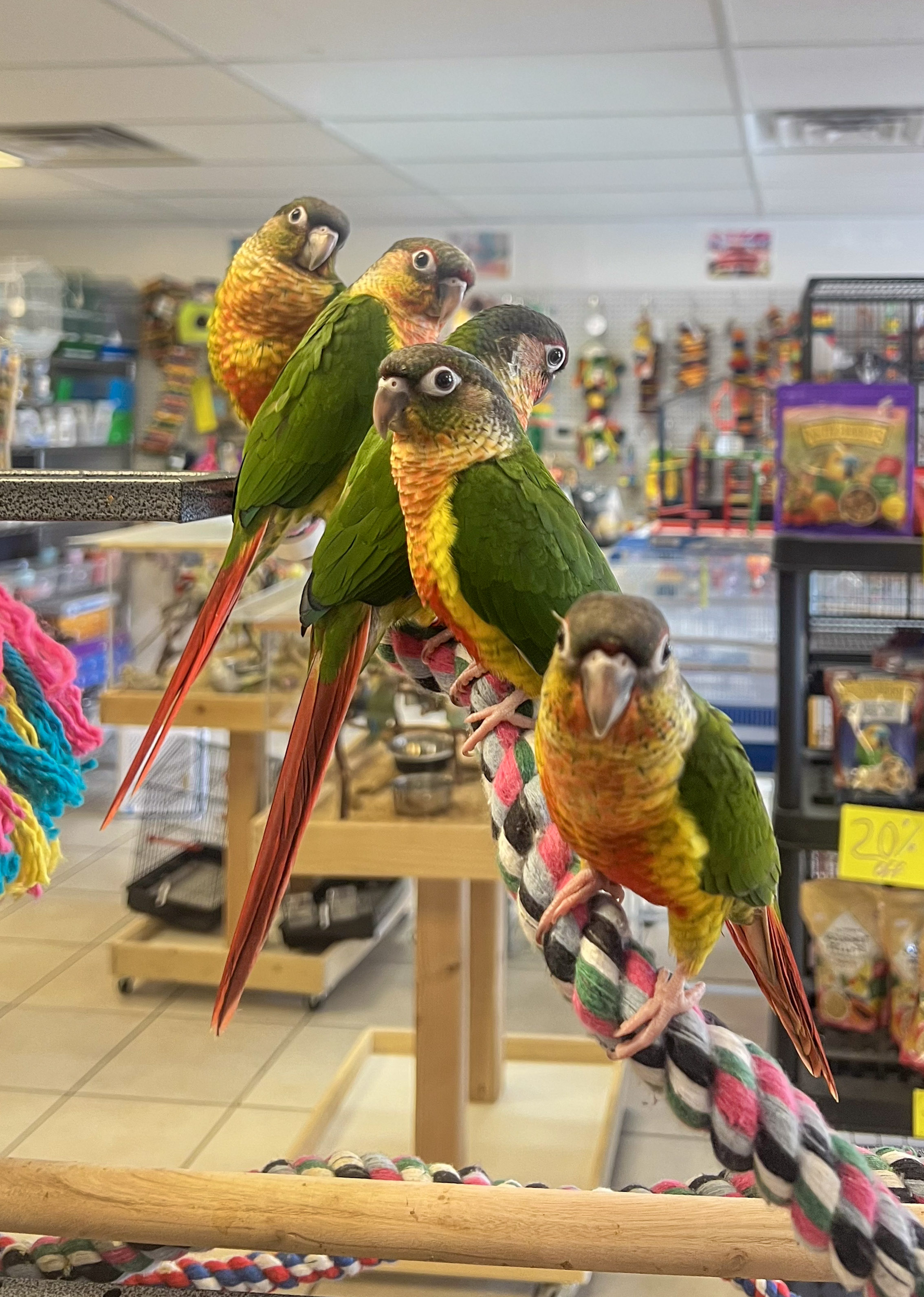 Conure at VCM Bird Land