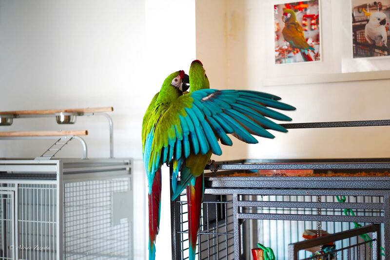 Green macaw
