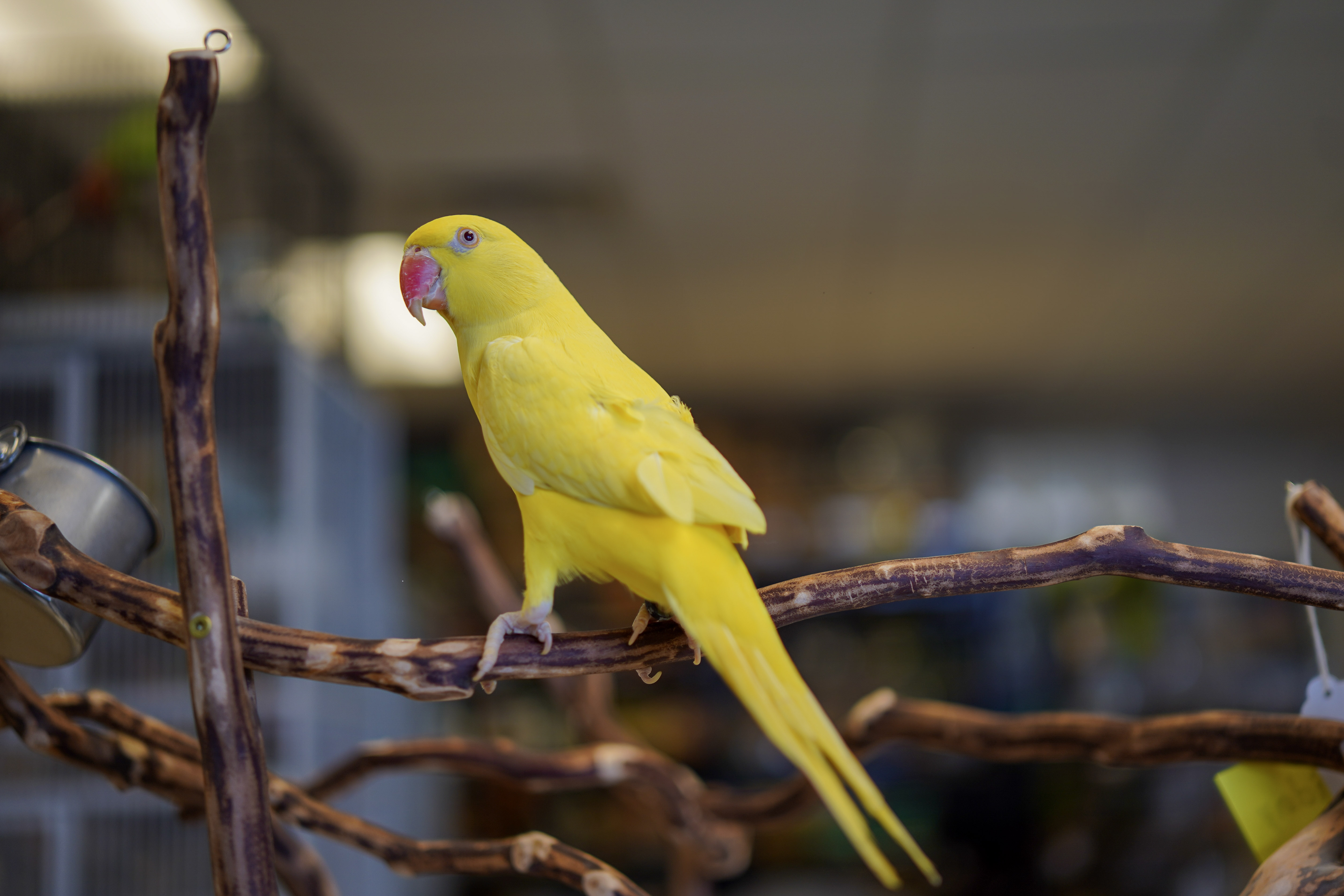 Indian Ringneck Parakeets