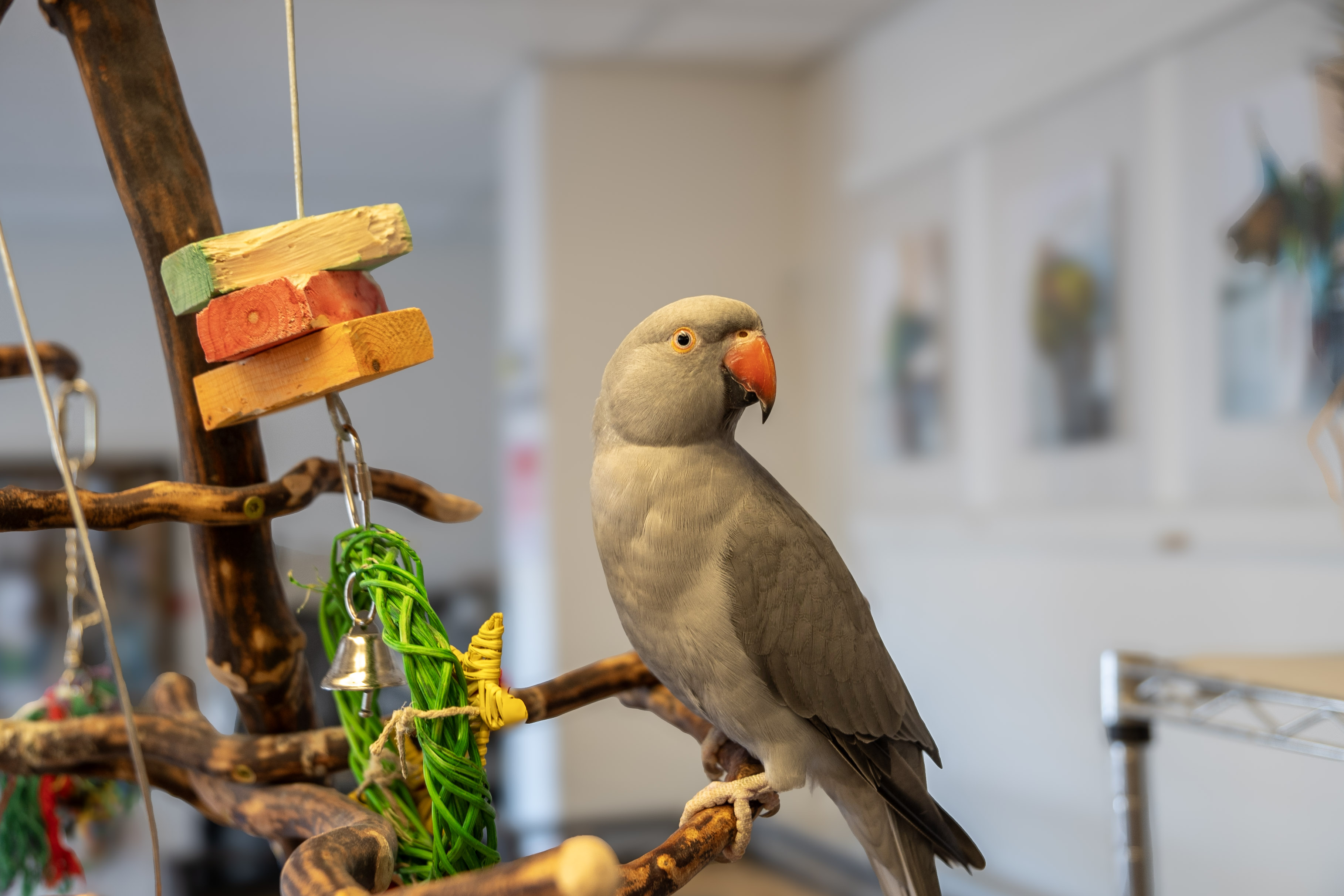 Indian Ringneck Parakeet at VCM Bird Land