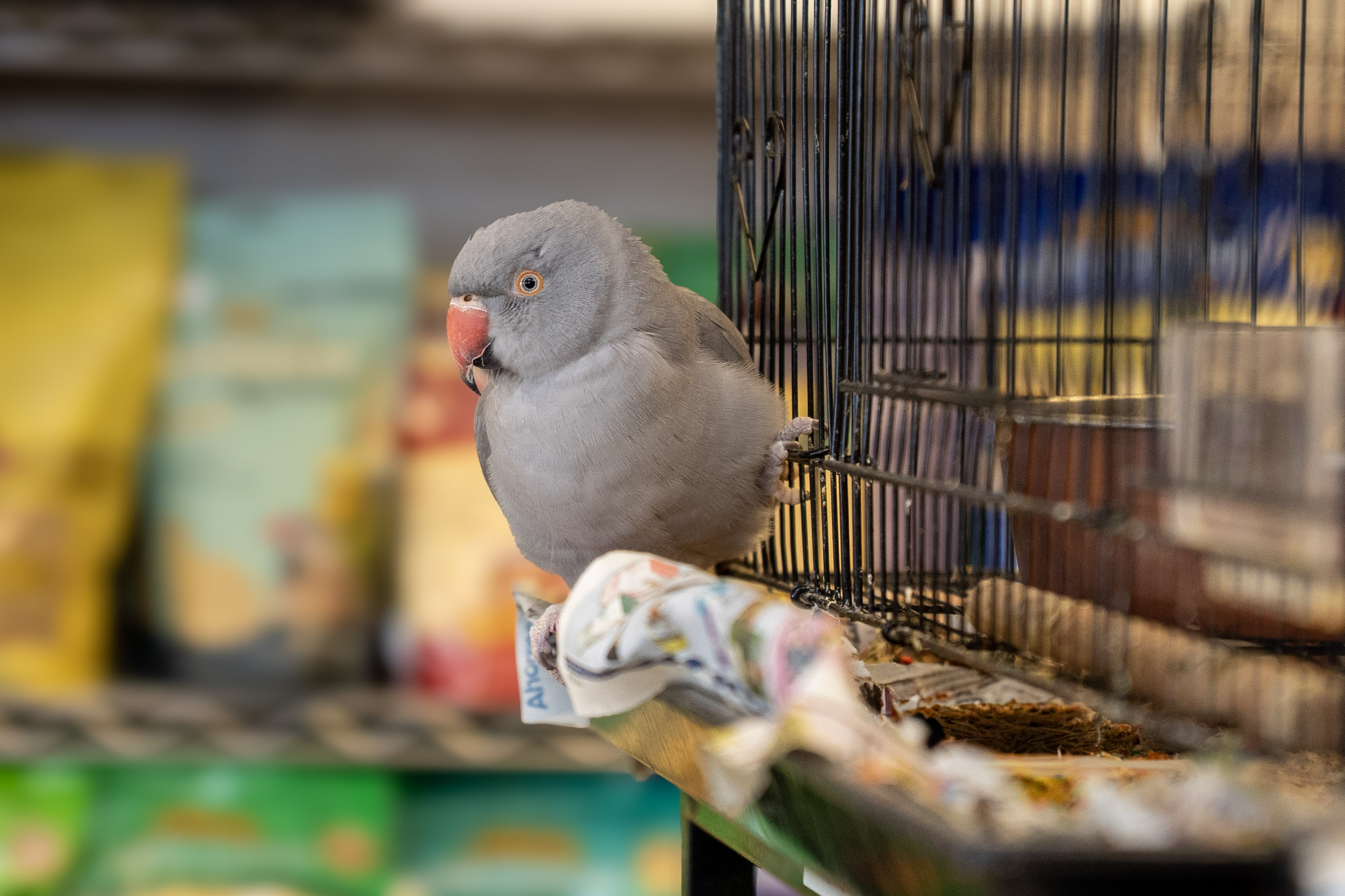 Indian Ringneck Parakeet at VCM Bird Land