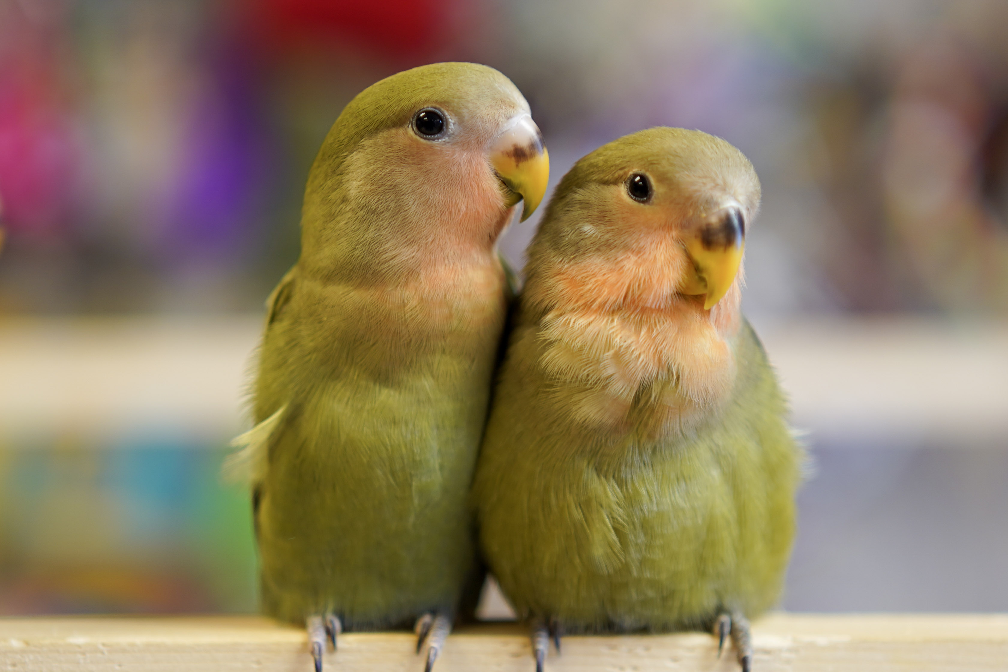Lovebird at VCM Bird Land