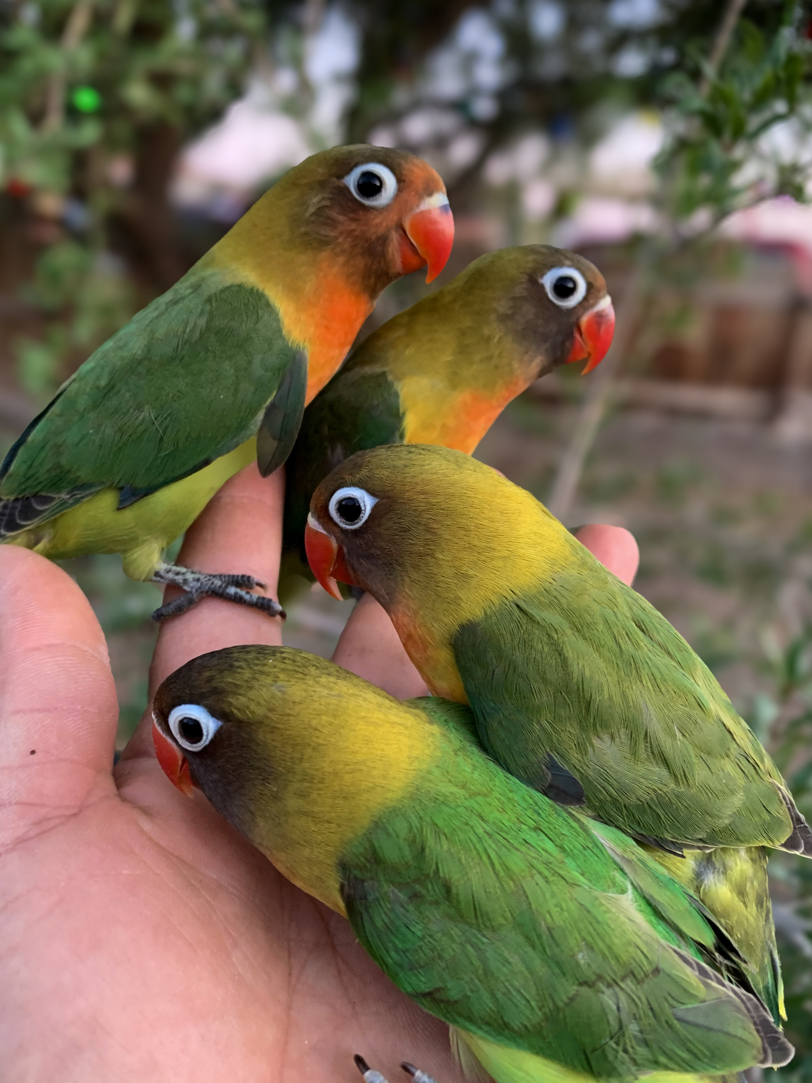 Lovebird at VCM Bird Land