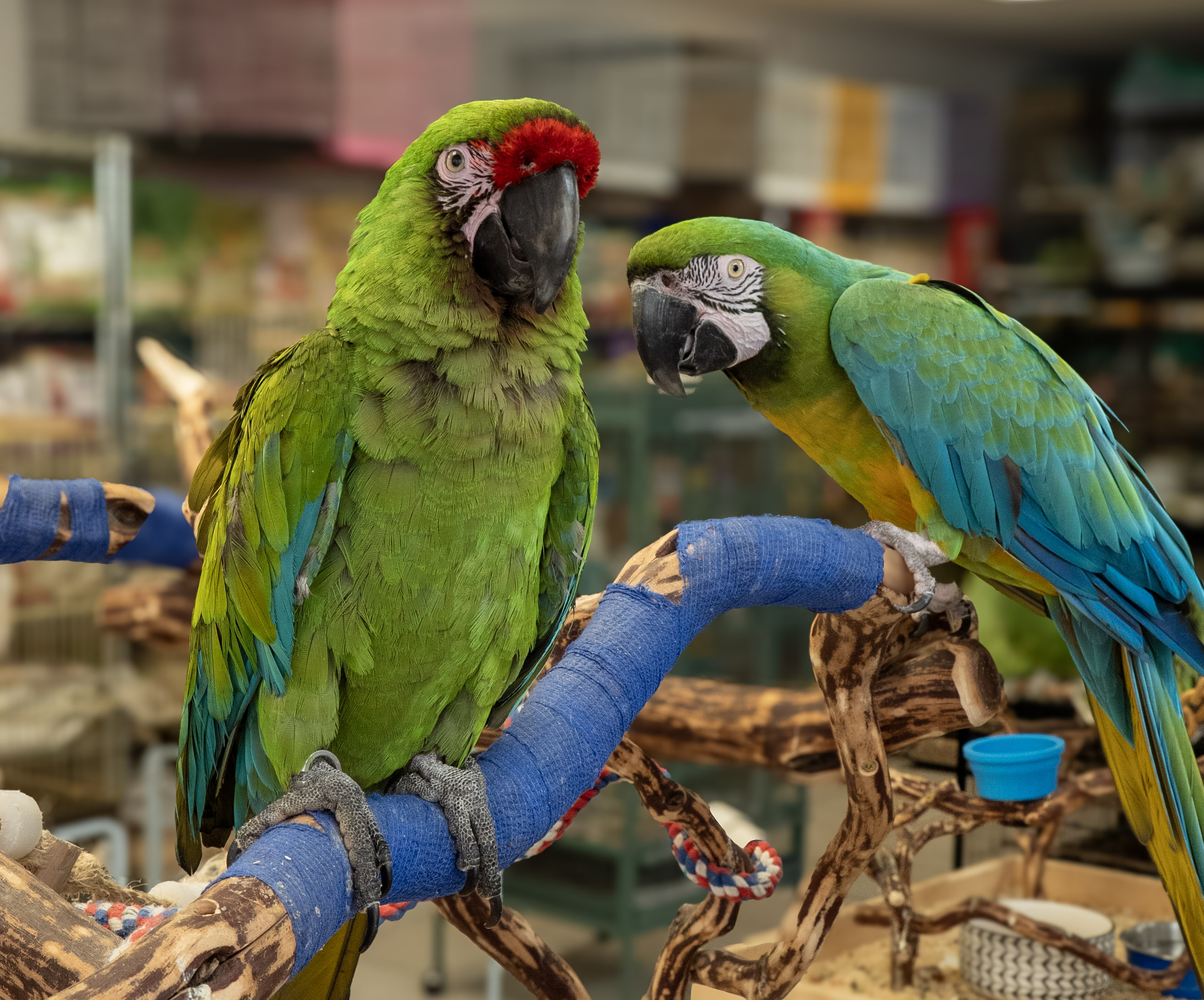 Macaw at VCM Bird Land