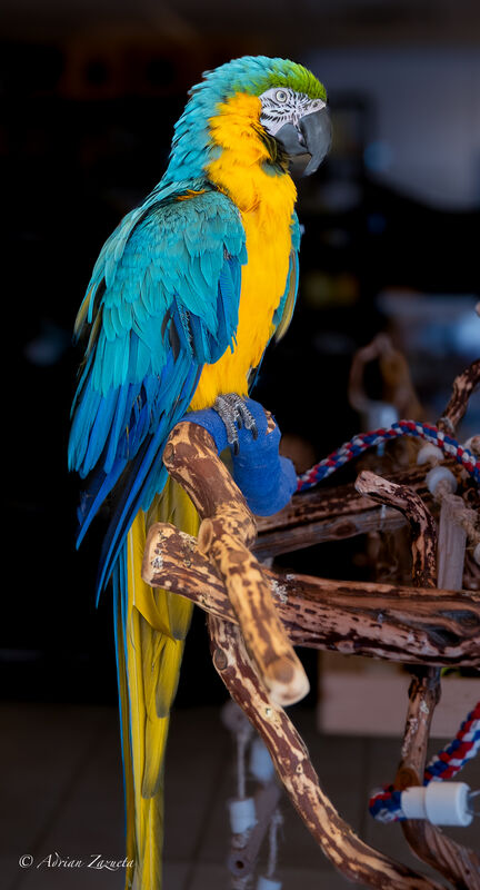 Military Macaw